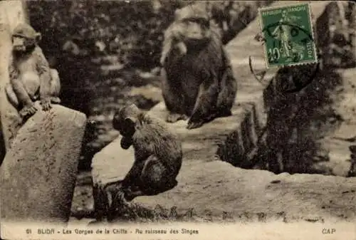 Ak Blida Algerien, Les Gorges de la Chiffa, Au ruisseau des Singes