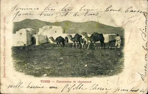 Ak Tunis Tunesien, Caravane de chameaux, Blick auf Kamelkaravane