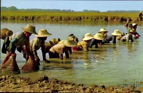 Ak Thailand, Thai farmers after the harvest season at their leisure time always catch fish