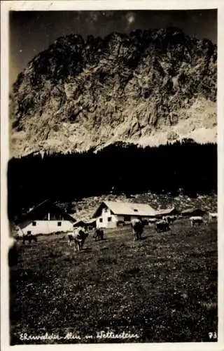 Foto Ak Ehrwald Tirol, Rinder Herde auf der Ehrwalder Alm