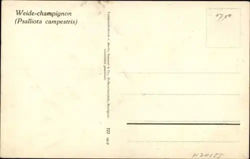 Ak Glückwunsch Neujahr 1907, Pilze, Nahaufnahme