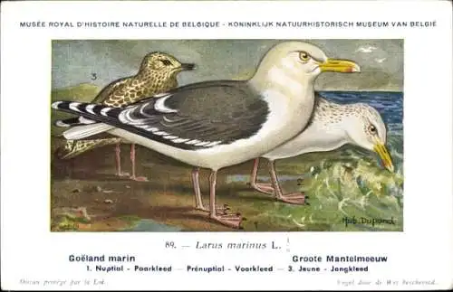 Künstler Ak Dupond, Hub., Larus marinus, Mantelmöwe