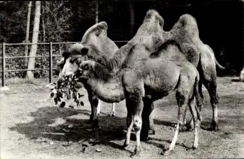 Ak Kamele, Rotterdam Südholland, Dierenpark Ouwenhads