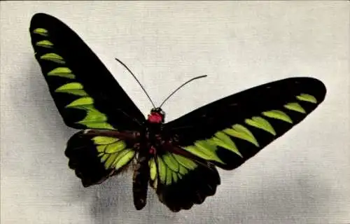 Ak Grün schwarzer Schmetterling, Ornithoptera Brookeana, Ritterfalter