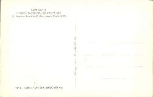 Ak Grün schwarzer Schmetterling, Ornithoptera Brookeana, Ritterfalter