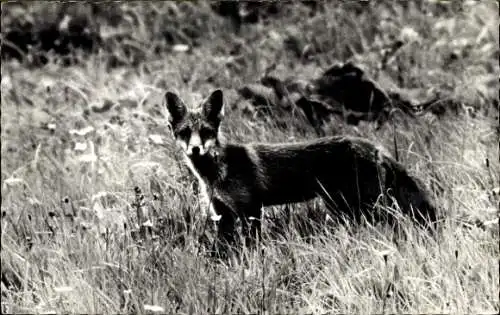 Ak Fuchs, Tierportrait, Wiese