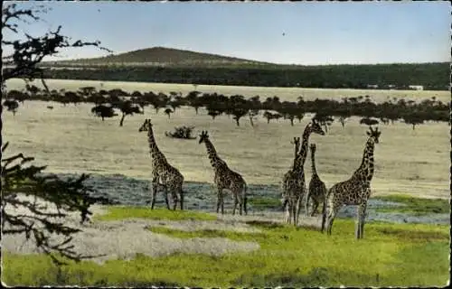 Ak afrikanische Fauna, Giraffen