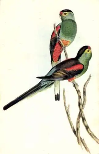 Künstler Ak Gould, J., Psephotus pulcherrimus, Paradiessittiche