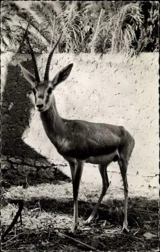 Ak afrikanische Fauna, Sandgazelle