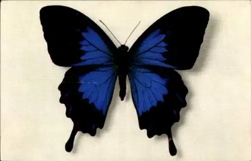 Ak Blau Schwarzer Schmetterling, Papilio Telegonus