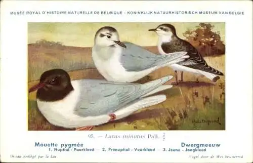 Künstler Ak Dupond, Hub., Mouette pygmee, Dwergmeeuw, Nr. 95