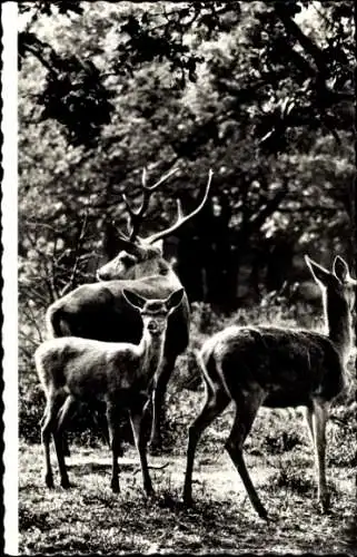 Ak Edelhirsch mit Hirschkuh und Kalb