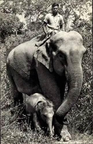 Ak Indischer Elefant mit Kalb, Mahut