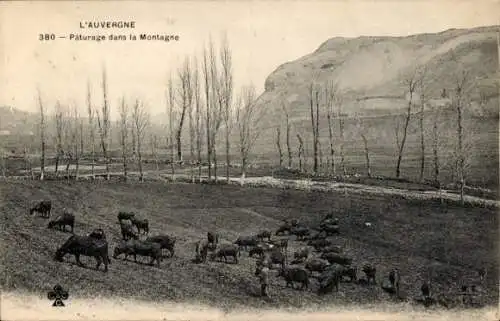 Ak La Celle Auvergne Puy de Dôme, Weide in den Bergen