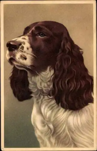 Ak Portrait eines weiß braunen Springer Spaniels