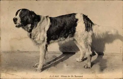 Ak Chien du St. Bernard, Bernhardiner