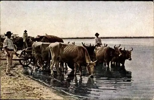 Ak Balkan, Büffelgeschirre, Zugochsen trinken am Wasser, Strand