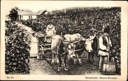 Ak Rumänien, Rumänische Bauern bei der Weinlese, Rinderkarren