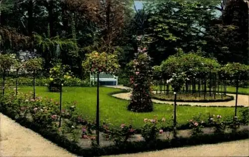 Ak Halle an der Saale, Rosenblüte im städtischen Amtsgarten