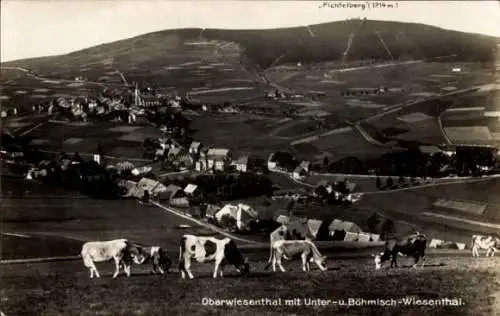 Ak Oberwiesenthal im Erzgebirge, Panorama, Fichtelberg, Unterwiesenthal, Böhmisch Wiesental, Kühe