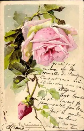 Künstler Litho Klein, Catharina, rosa Rose mit Knospe