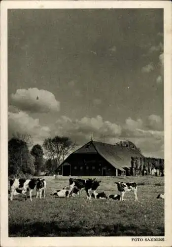 Ak Groothusen Krummhörn Ostfriesland, Hof bei Groothusen, weidende Kühe