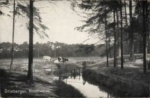 Ak Driebergen Utrecht Niederlande, Boschweide