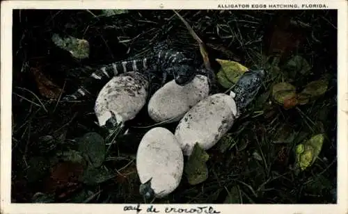 Ak Florida USA, Alligator eggs hatching, schlüpfende Alligatoren