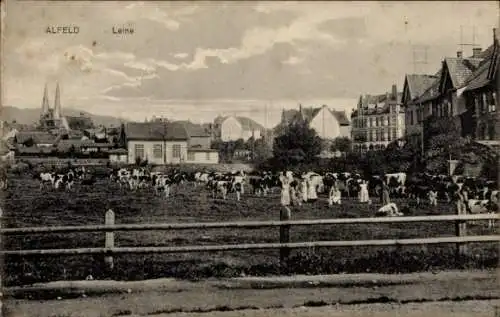 Ak Alfeld an der Leine, Teilansicht, Kuhherde