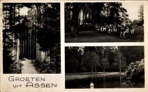 Ak Assen Drenthe Niederlande, Waldpartie