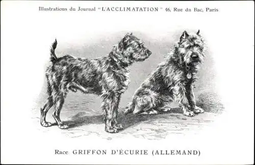 Künstler Ak Hunderasse, Espèces Canines, Race Griffon d'Ecurie, Allemand