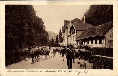 Ak Friedrichroda im Thüringer Wald, Heimziehende Kuhherde, Hirte