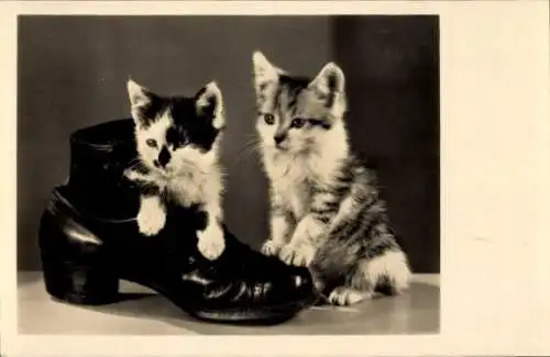 Ak Zwei Hauskatzen spielen mit einem Schuh, Kätzchen, Katzenkinder, Amag 68619