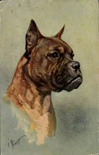 Künstler Ak Boxer, Hundeportrait