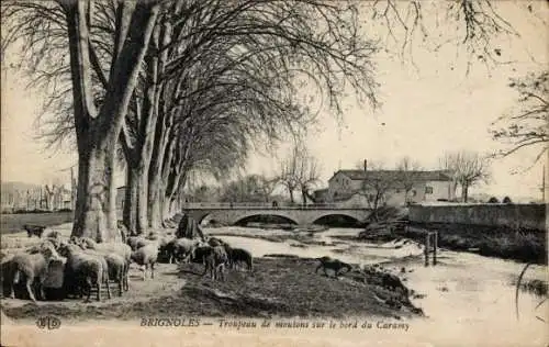 Ak Brignoles Var, Troupeau de moutons sur le bord du Caramy