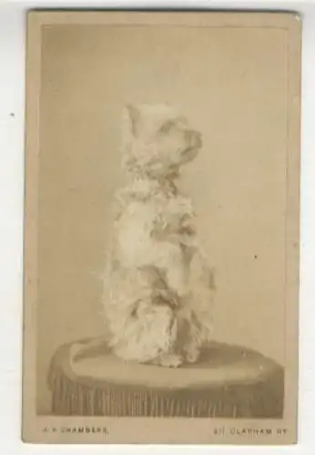 CdV Hund (Terrier)