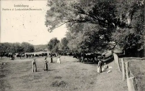 Ak Tschernjachowsk Insterburg Ostpreußen, an der Lenkeninker Promenade, Kuhherde