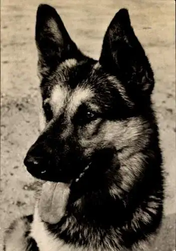 Ak Deutscher Schäferhund, Foto von Tylinek