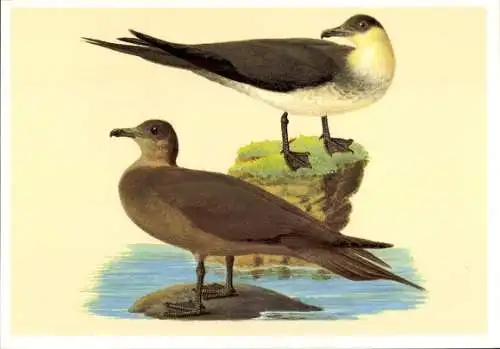 Künstler Ak Naumann; Johann Friedrich, Schmarotzerraubmöwe, Stercorarius parasiticus