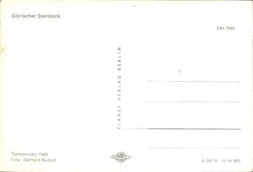 Ak Tierkalender 1980, Sibirischer Steinbock, Foto von Gerhard Budich