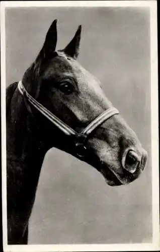 Ak Pferd mit Zaumzeug, Pferdeportrait, Amag 638/1