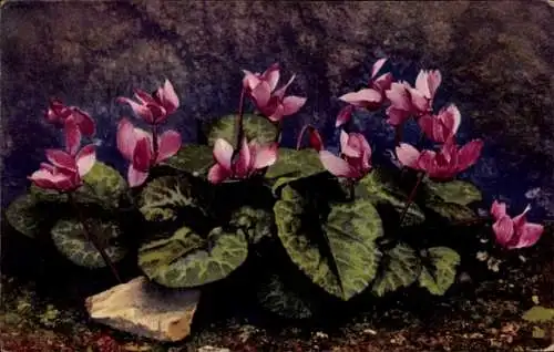 Ak Photochromie, Nenke und Ostermaier 545 1191, Alpenflora, Cyclamen europaeum, Alpenveilchen