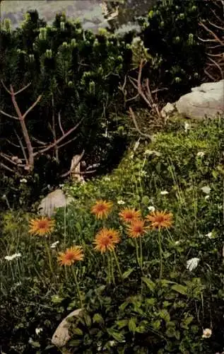 Ak Alpenflora, Aronicum scorpioides, Pinus montana, Nenke und Ostermaier 522 939