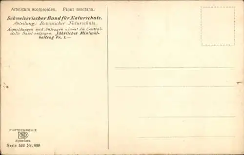 Ak Alpenflora, Aronicum scorpioides, Pinus montana, Nenke und Ostermaier 522 939
