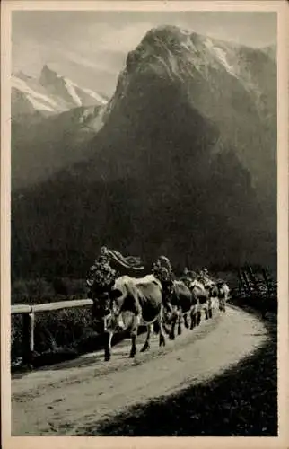 Ak Abtrieb von der Alm, Kühe mit Kopfschmuck, Gebirge