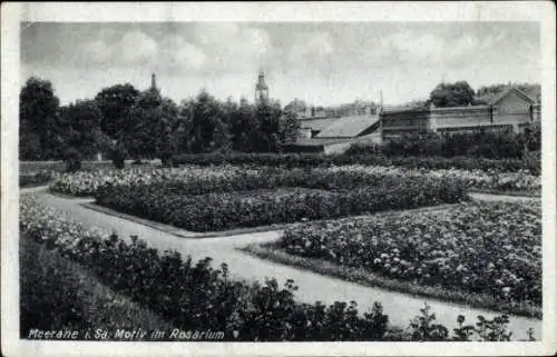 Ak Meerane in Sachsen, Motiv im Rosarium, Beete