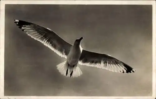 Ak Norderney in Ostfriesland, Möwe im Flug