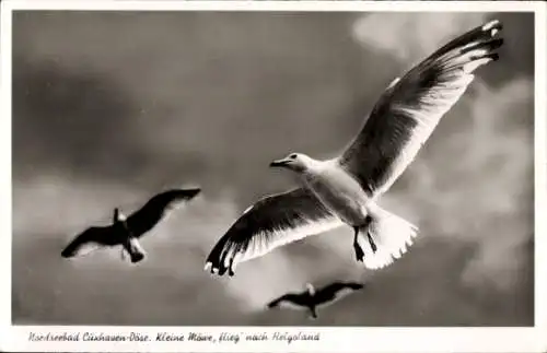 Ak Wyk auf Föhr in Nordfriesland, Möwen im Flug