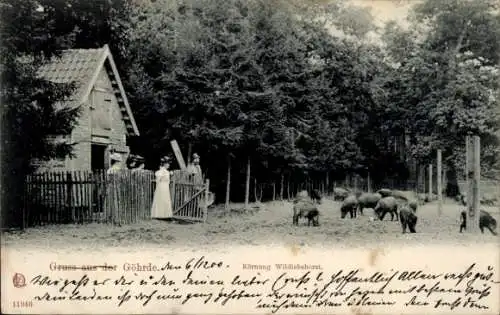 Ak Göhrde in Niedersachsen, Körnung Wilddiebshorst, Wildschweine