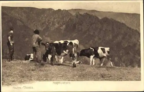 Ak Hautes Vosges, Vogesen, Rinder, Kuhe, Kuhweide, Landschaftsblick